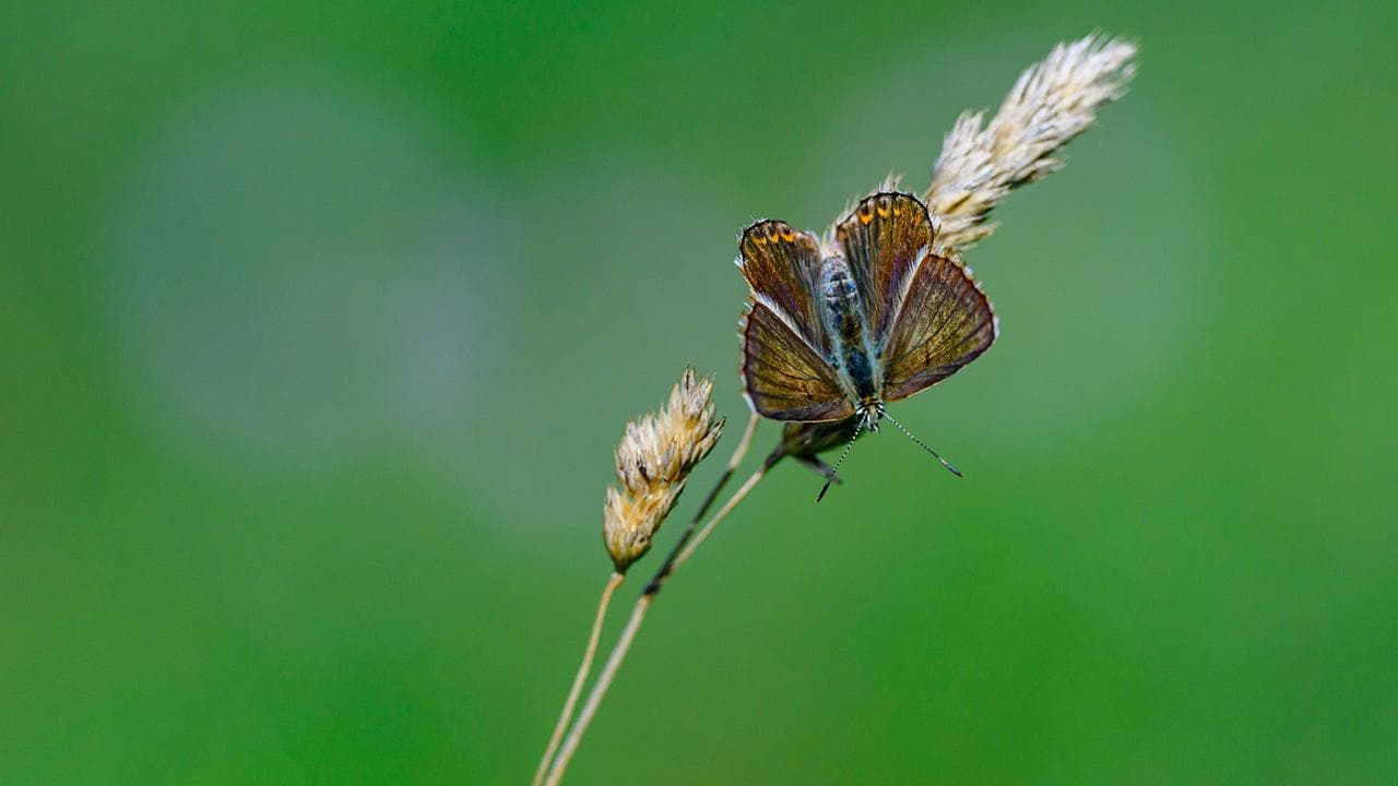 KI revolutioniert Artenforschung: Hoffnung für Biodiversität